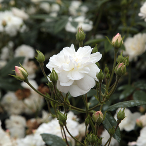 Majhen, bel, popolnoma napolnjen cvet,zelo gosto rasporejen.